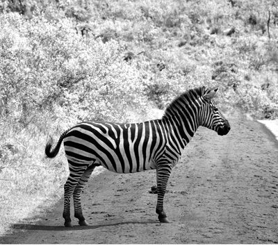 Image Concealment Films - MH Studios